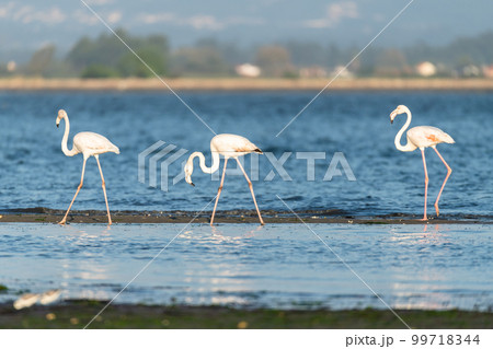 Flamingos at Ria de Aveiro delta 99718344