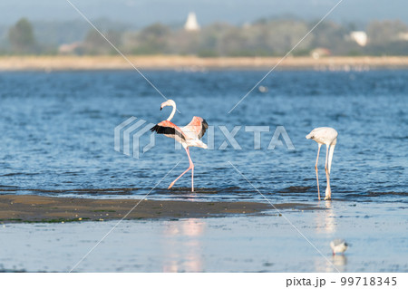 Flamingos at Ria de Aveiro delta Flamingos at Ria de Aveiro delta 99718345
