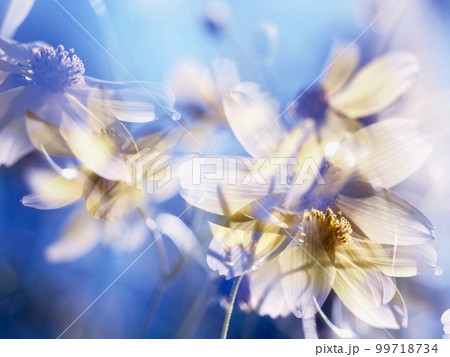 多重露光の花 青い背景と黄色い花 多重露光の花 青い背景と黄色い花 99718734