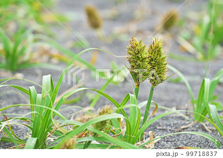 砂浜のコウボウムギの花（春、五月） 99718837