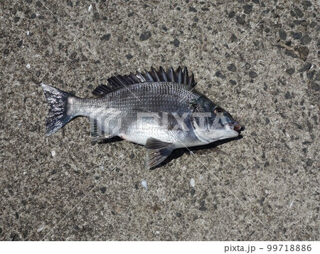 チヌ 釣れました チヌ 釣れました 99718886