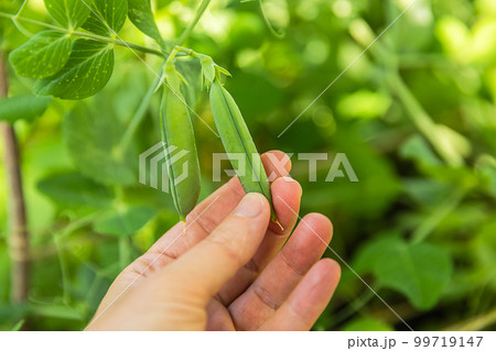 Gardening and agriculture concept. Female farm worker hand harvesting green fresh ripe organic peas on branch in garden. Vegan vegetarian home grown food production. Woman picking pea pods 99719147