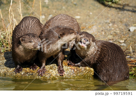 コツメカワウソ コツメカワウソ 99719591