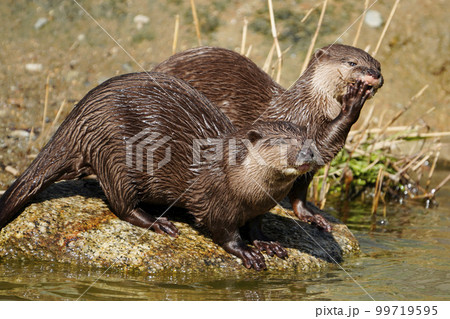 コツメカワウソ コツメカワウソ 99719595