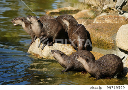 コツメカワウソ コツメカワウソ 99719599