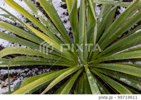 Frost-resistant blue palm lily known as Yucca rostrata stands snow-covered in the bed Frost-resistant blue palm lily known as Yucca rostrata stands snow-covered in the bed 99719611