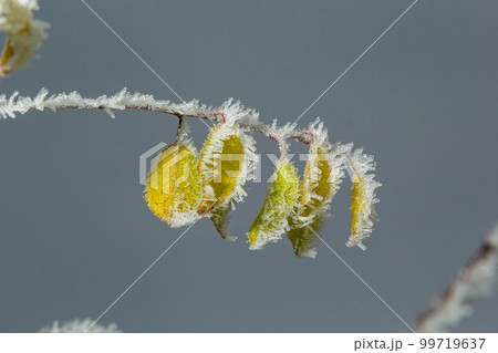 Autumn yellow leaf on a branch in frost needles. Morning frost. Rime. Late fall Autumn yellow leaf on a branch in frost needles. Morning frost. Rime. Late fall 99719637
