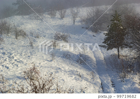 Winter landscape of frosty trees on foggy background 99719682