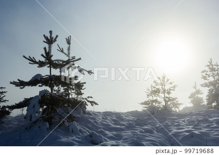 Winter snowy frosty landscape. The forest is covered snow. Frost and fog in the park 99719688