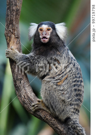 コモンマーモセット 99719798