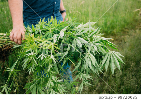 Man Holding Heap Bunch Legal Green Marijuana Cannabis Sprout In His Hands. Cannabis Beautiful Marijuana Cannabis Plant. Close Up 99720035