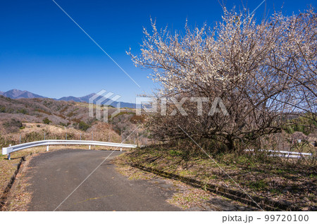 早春の田舎道　白梅が咲く道 99720100