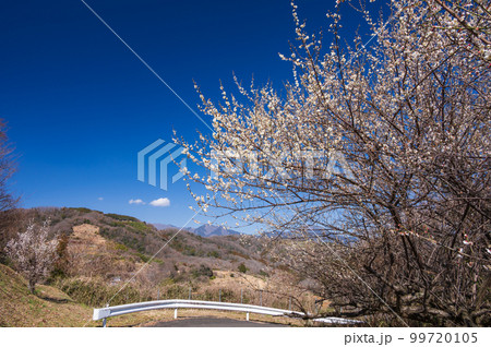 白梅が咲く風景　早春の青空 99720105