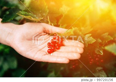 Ripe Redcurrant Red Currant Berries Lie In The Lady's Palm During Picking Berries In Fruit Garden. Summer Harvest Concept. Scenic View Bright Sunbeams. Genetically Modified Food Concept 99720156