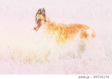 Amazing Sunbeams above Russian Wolfhound Hunting Sighthound Russkaya Psovaya Borzaya Dog During Hare-hunting At Winter Day In Snowy Field 99720176