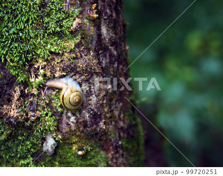9月に林で見つけたカタツムリ 99720251