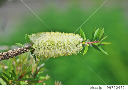 黄色いブラシノキの花（春、五月） 99720472