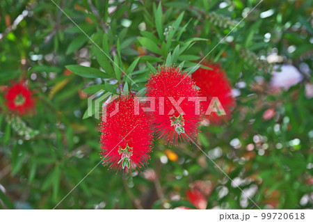 赤いブラシノキの花(春、五月) 赤いブラシノキの花(春、五月) 99720618