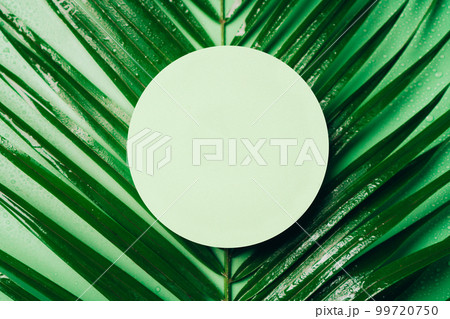 Summer green scene for beauty cosmetic product presentation made with circle geometric shape on palm leaf background. Top view. Summer green scene for beauty cosmetic product presentation made with circle geometric shape on palm leaf background. Top view. 99720750