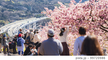 松田町「まつだ桜まつり」の会場　コロナ禍前の賑わいを取り戻しつつある神奈川県の観光地　2023年2月 99720986