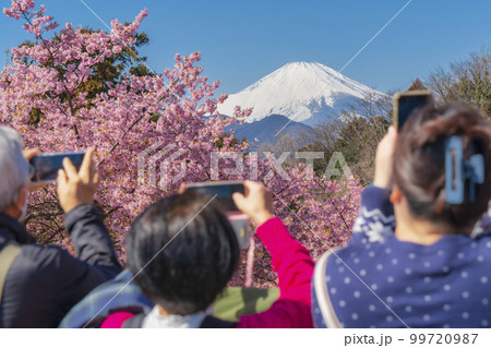 富士山と河津桜の景色を撮影する人々【観光・旅行イメージ】 99720987