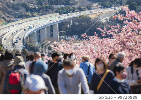 松田町「まつだ桜まつり」の会場　コロナ禍前の賑わいを取り戻しつつある神奈川県の観光地　2023年2月 99720989