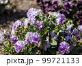 ピンクと白のまだらの花 99721133