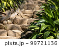 草木の中の階段 99721136