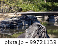 日本庭園の池にかかる石橋 99721139