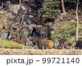 小さな滝の水の流れ 99721140