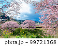 みなみの桜（南伊豆町に咲く河津桜） 99721368