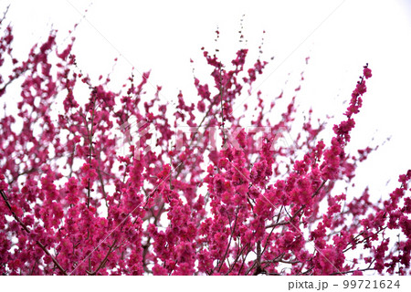 桃色の桜の早咲き 99721624