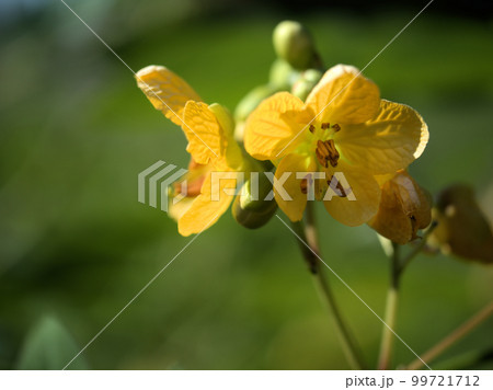 9月に咲いたハブソウの花 9月に咲いたハブソウの花 99721712