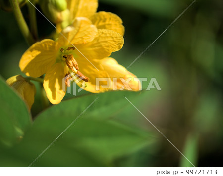 9月に咲いたハブソウの花 99721713