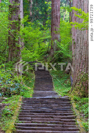山形鶴岡の初夏　新緑の羽黒山・出羽三山神社　一の坂 99721739