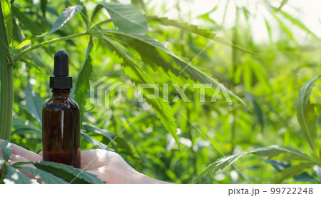 Cannabis oil and leaves in hands holding brown bottle over leaves of cannabis plant beautiful blurred background. Medicine concept selective focus. 99722248