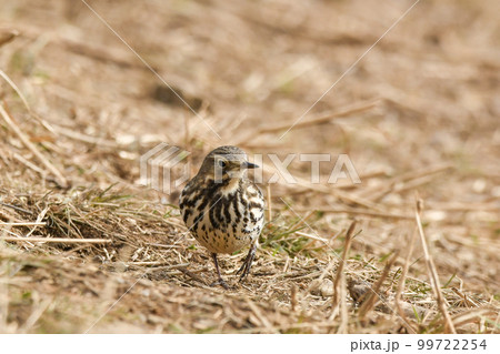 タヒバリ 99722254