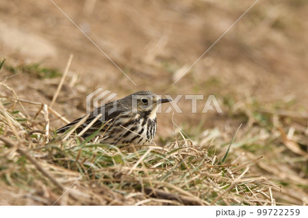 タヒバリ タヒバリ 99722259