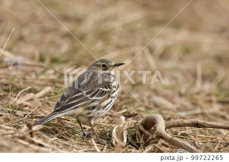 タヒバリ 99722265