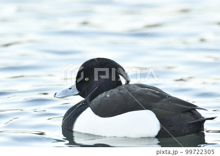 キンクロハジロ 99722305