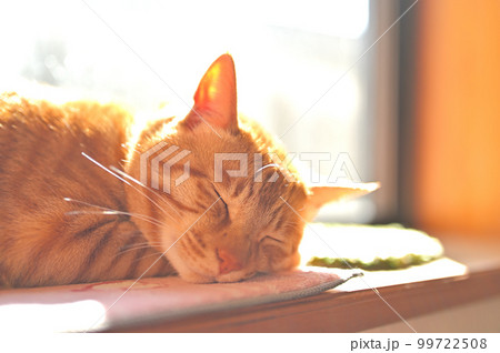 眠り猫。日向ぼっこするねこ、ネコ。 99722508
