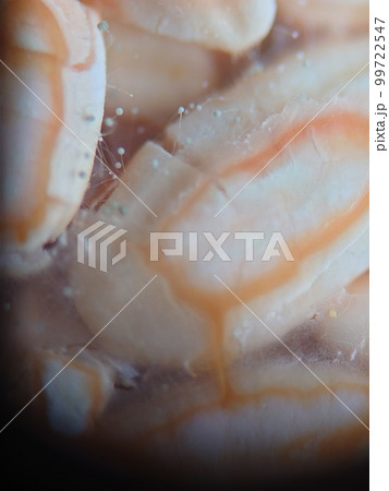 古い米に生えたカビ 99722547