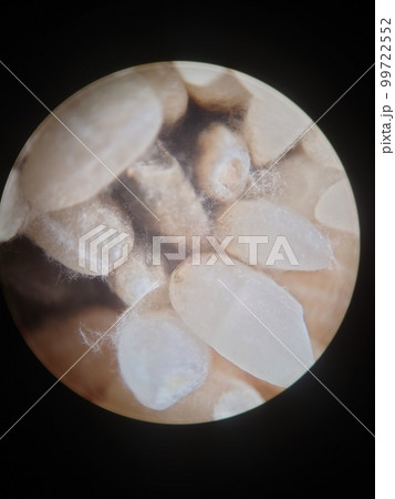 事故米になる米のカビ 事故米になる米のカビ 99722552