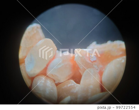 古い米にオレンジ色のカビの様子 古い米にオレンジ色のカビの様子 99722554