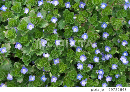 オオイヌノフグリ 99722643