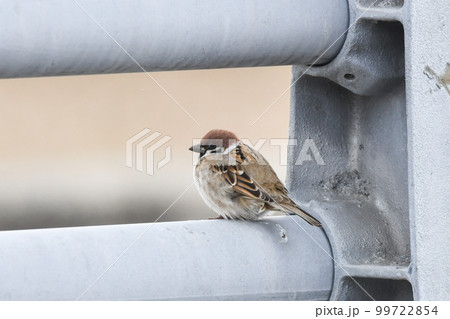 スズメ 99722854
