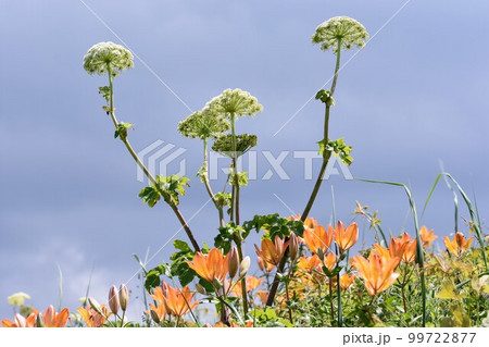 花 白いエゾノシシウドと朱いエゾスカシユリの花 写真素材 6月【撮影地:北海道北部】 花 白いエゾノシシウドと朱いエゾスカシユリの花 写真素材 6月【撮影地:北海道北部】 99722877