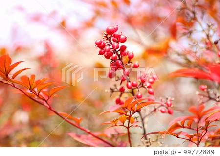 赤南天の赤い実 99722889