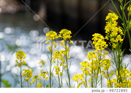 春の訪れ　水辺に咲く菜の花 99722895