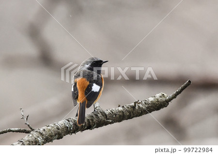 ジョウビタキ 99722984